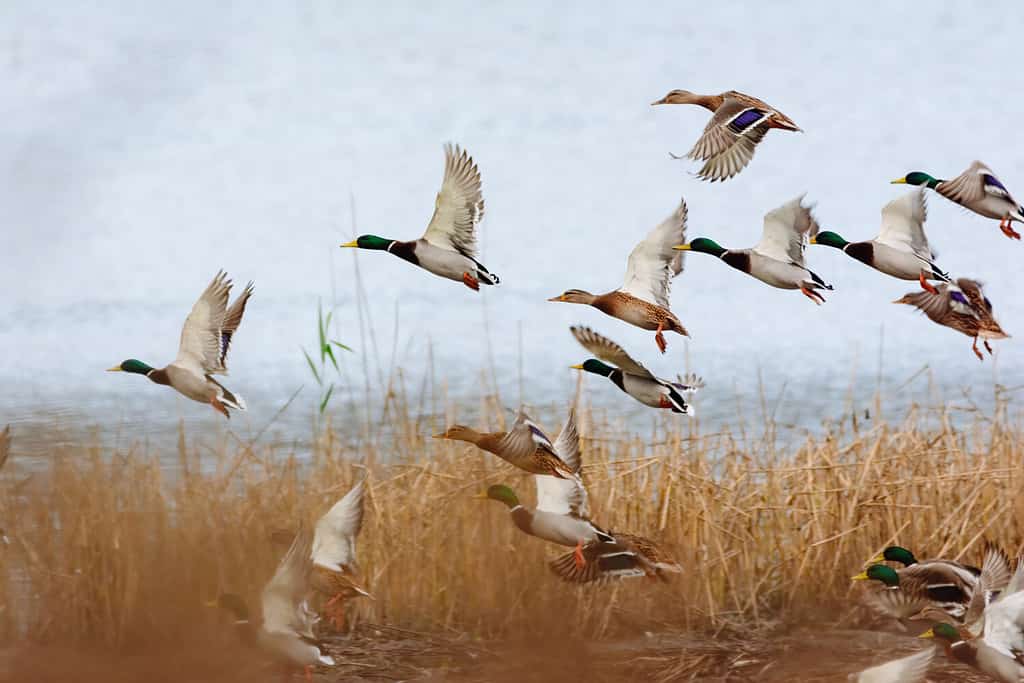 Discover Why Ducks Have Genitalia In the Shape of Corkscrews