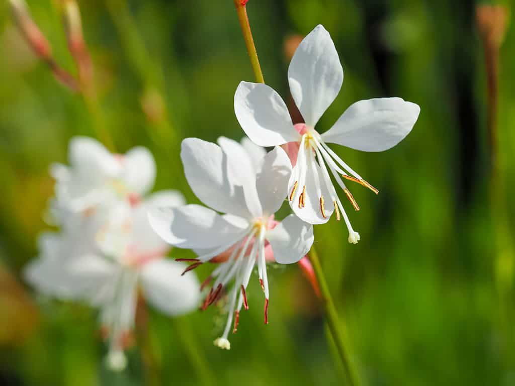 The 12 Most Colorful Fall-Blooming Flowers in Colorado