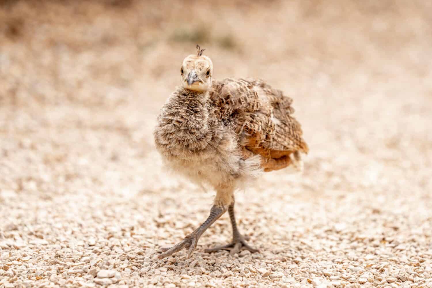 Baby Peacock: # Pictures and # Incredible Facts