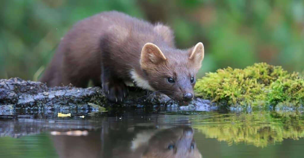 Discover the 15 Strongest Bite Forces of Animals Found in England