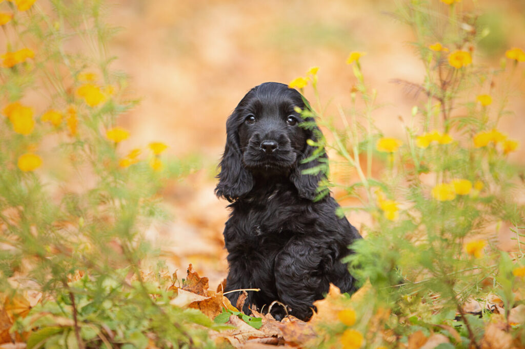 The 300  Best Disney Dog Names (From Unique to Cute to Funny)