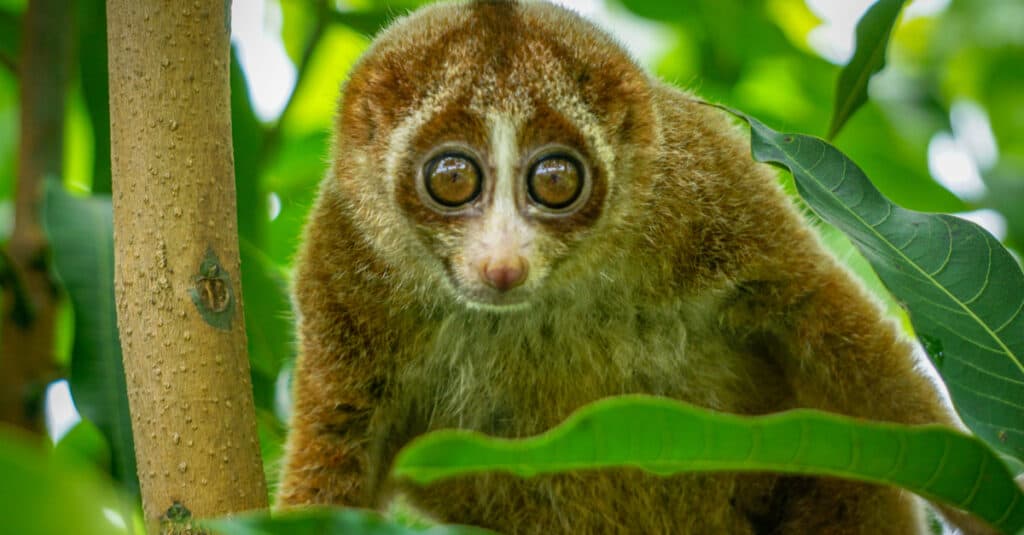 Meet the Slow Loris: The Nocturnal Slow Climbing Primate