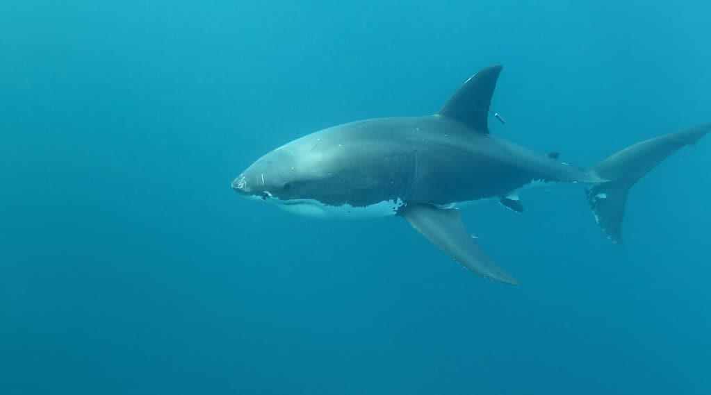 Divers Filming in a Cage Get Pooped on By a Great White Shark