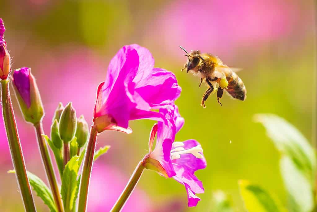 Winterizing Your Beehive: How to Prep Your Bees for the Cold