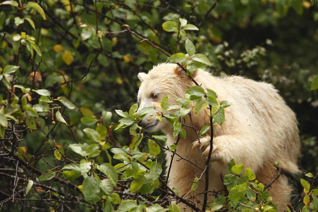 100 Interesting and Fun Facts You Didn't Know About British Columbia