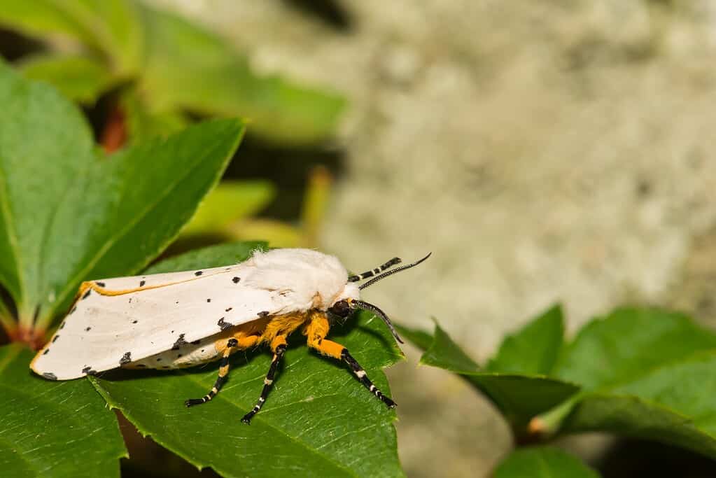 The 15 Most Common Moths You'll Find in Texas