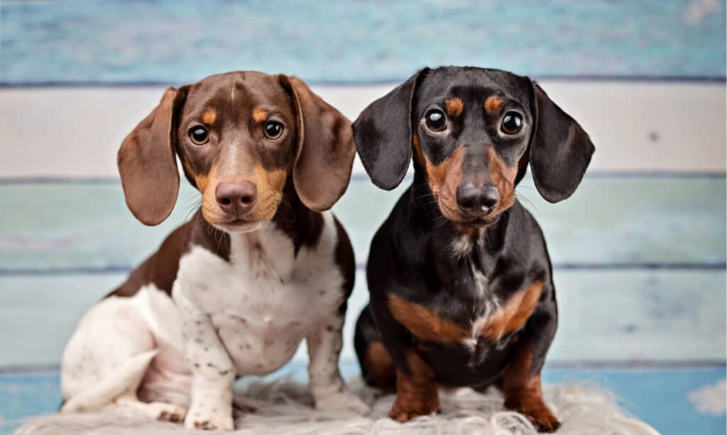 Are Dachshunds the Most Troublesome Dogs? 19 Common Complaints About Them 