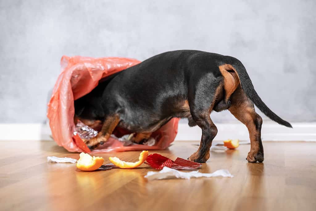 Are Dachshunds the Most Troublesome Dogs? 19 Common Complaints About Them 