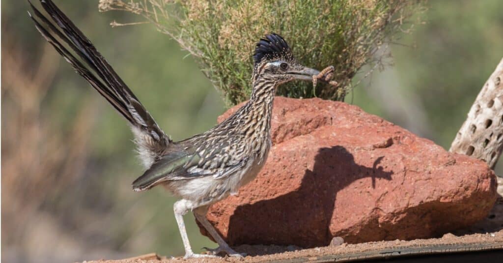 How Fast Do Roadrunners Run? Can They Also Fly?