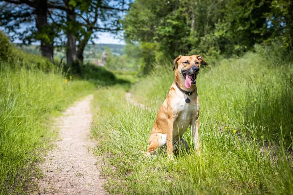 Black Mouth Cur Temperament: Do They Make Good Family Dogs?