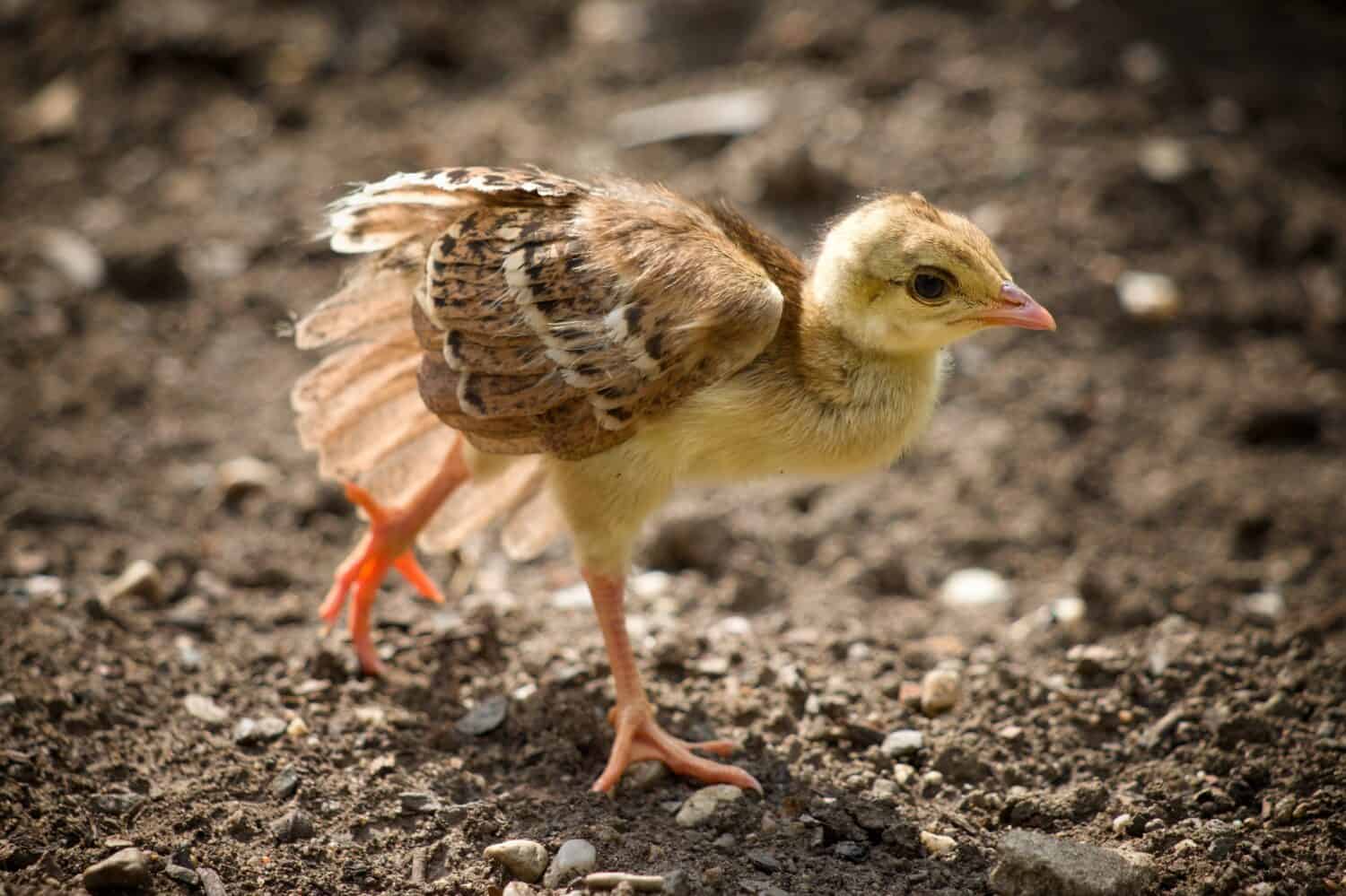 Baby Peacock: # Pictures and # Incredible Facts