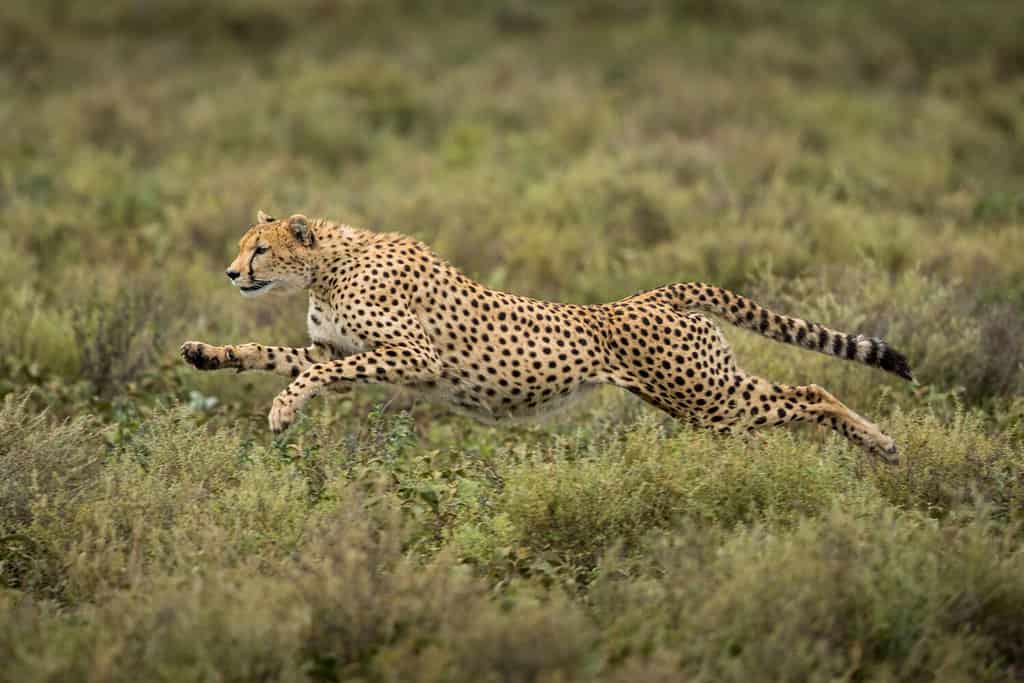 Mother Cheetah Ambushes an Impala but Leaves It for Her Cub to Practice Its Hunting