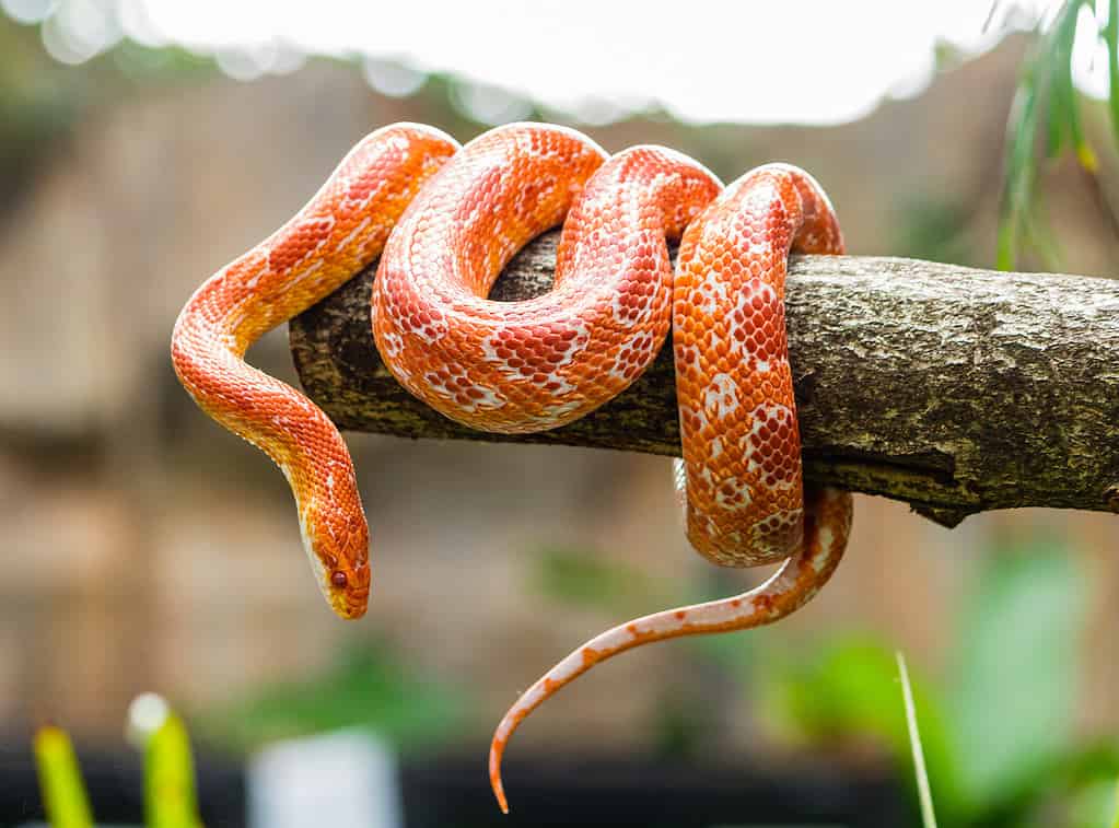 3 Invasive Snakes in New South Wales