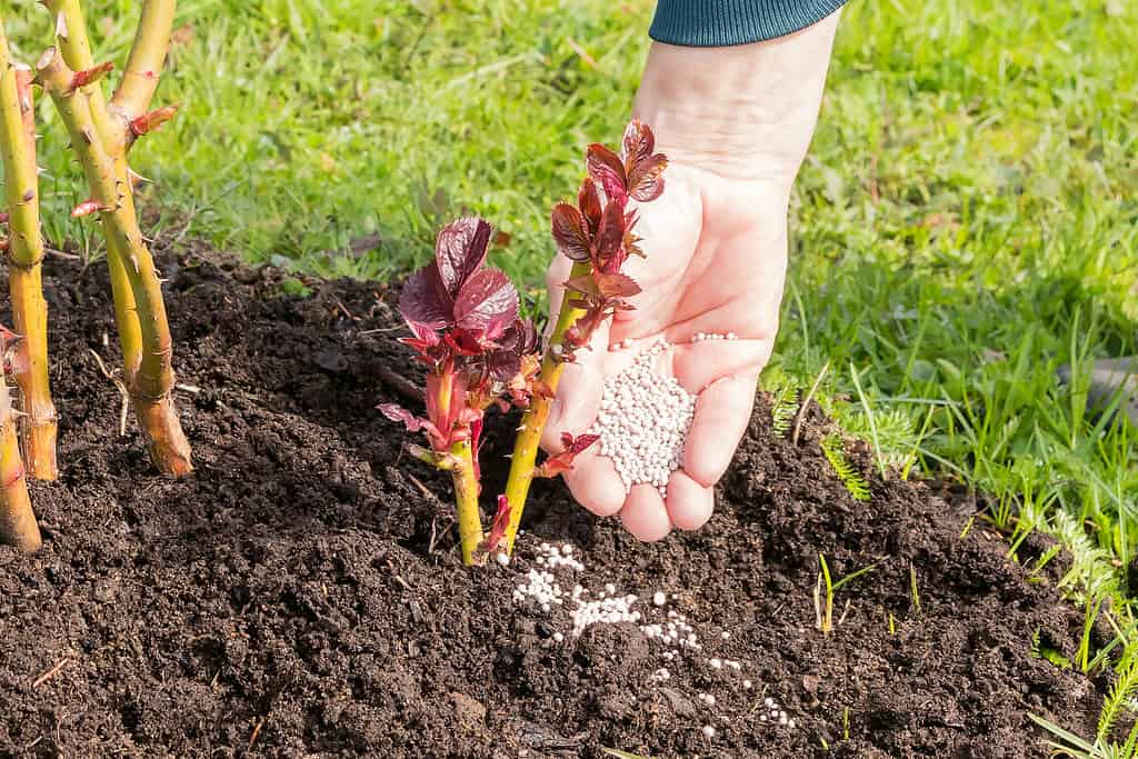 7 Great Benefits of Using Epsom Salt on Your Roses