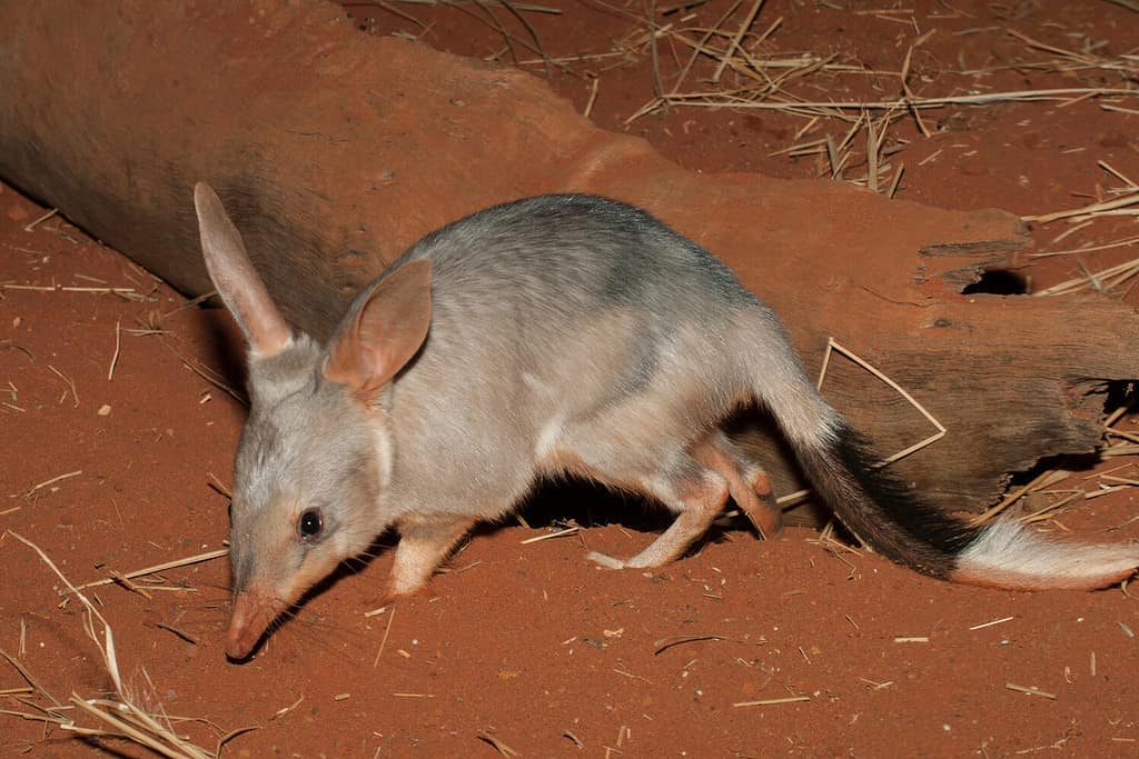 12 Amazing Animals You'll Find Near Australia's Legendary Ayers Rock (Uluru)