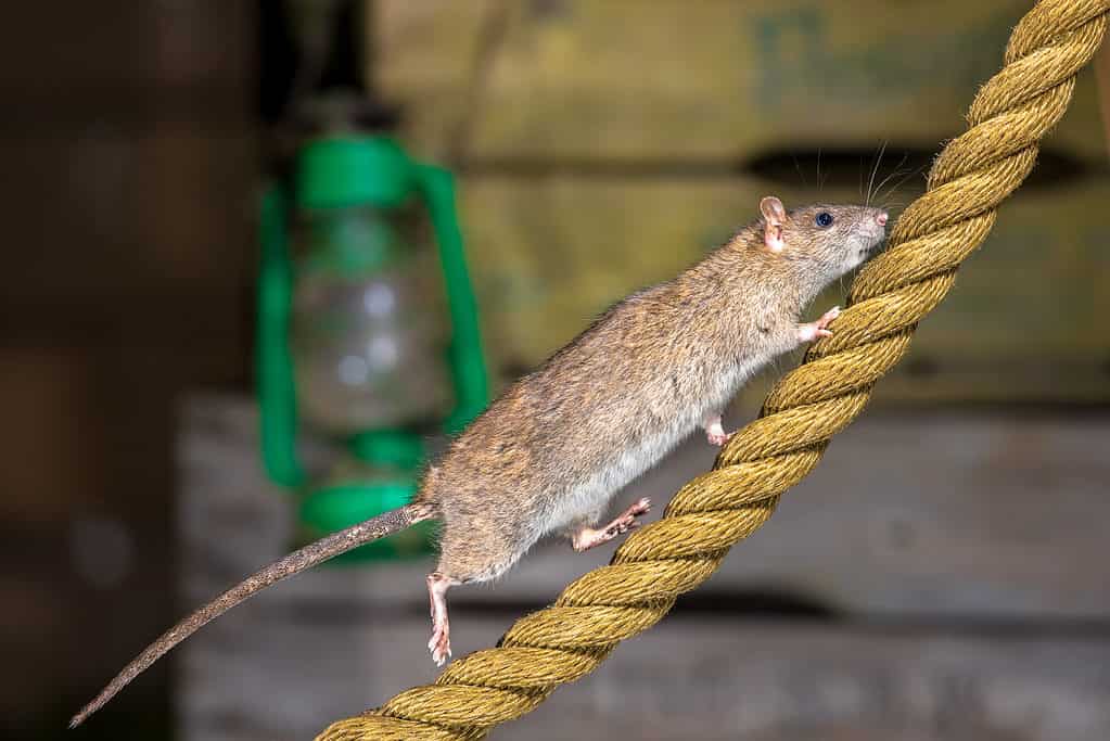 The Most Effective Homemade Rat Poision Solution