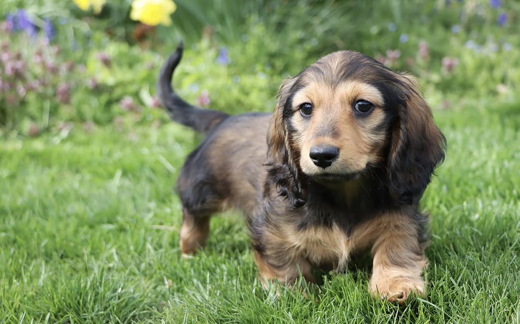 Are Dachshunds the Most Troublesome Dogs? 19 Common Complaints About Them 