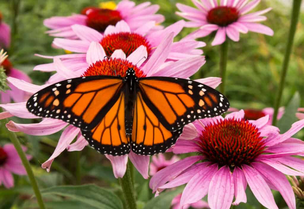 Are Monarch Butterflies Endangered and How Many Are Left In the World?