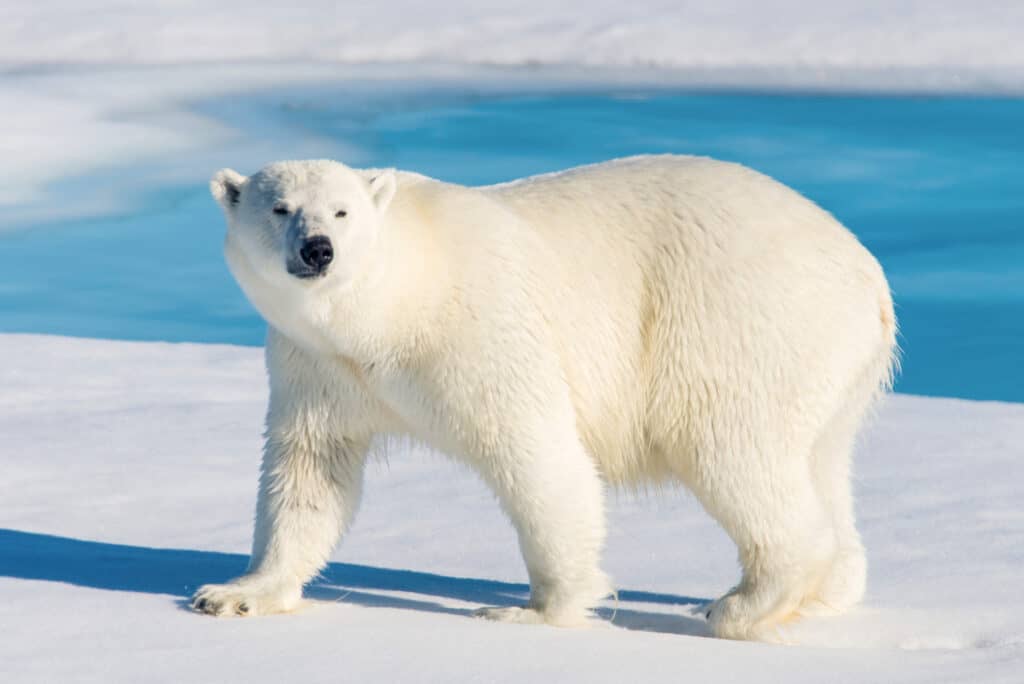 See a Polar Bear Break Through Thick Ice And Snag a Seal Swimming Below