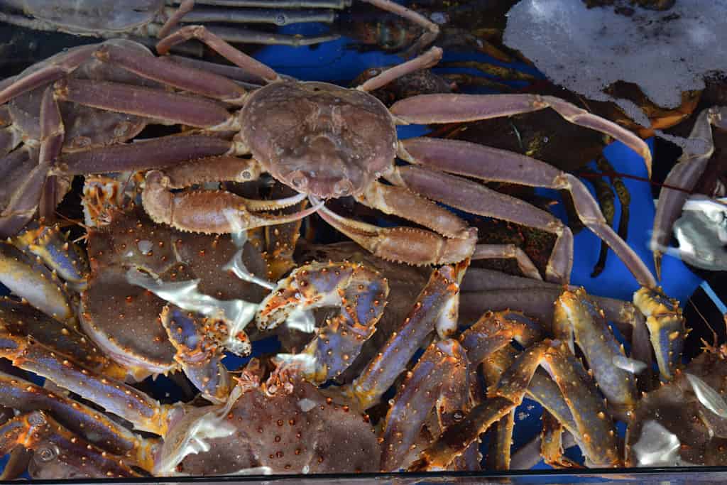 Alaska Crabbing Season: Timing, Bag Limits, and Other Important Rules