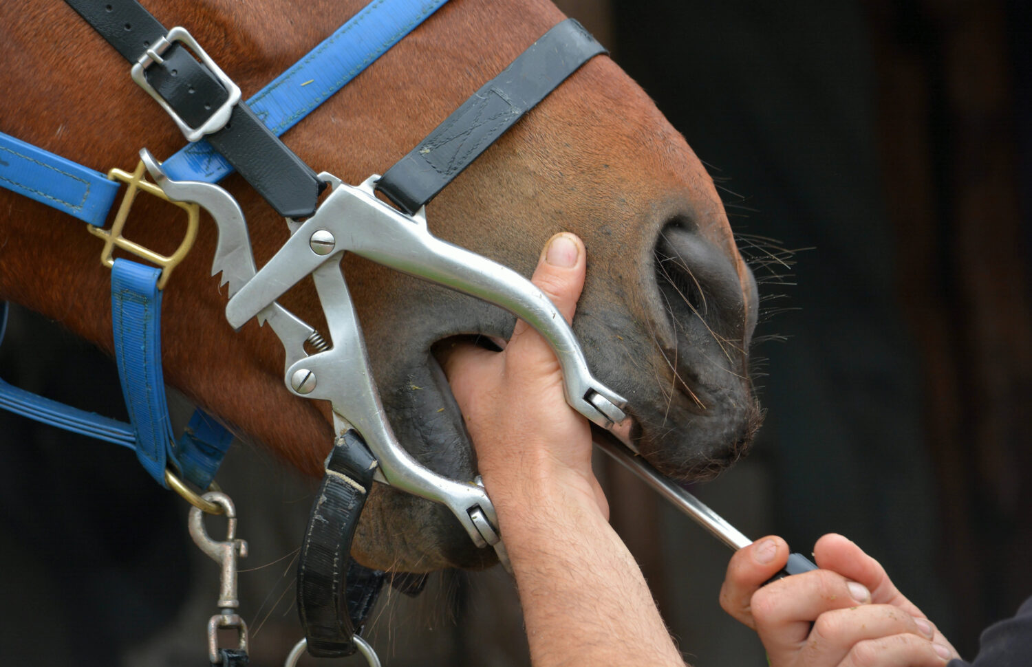 6 Common Reasons Owners and Trainers Cover Horses' Eyes