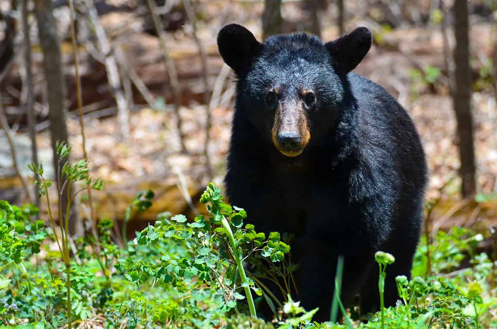 10 Amazing Vacation Animal Encounter Locations That Get You Up Close with Exotic Animals