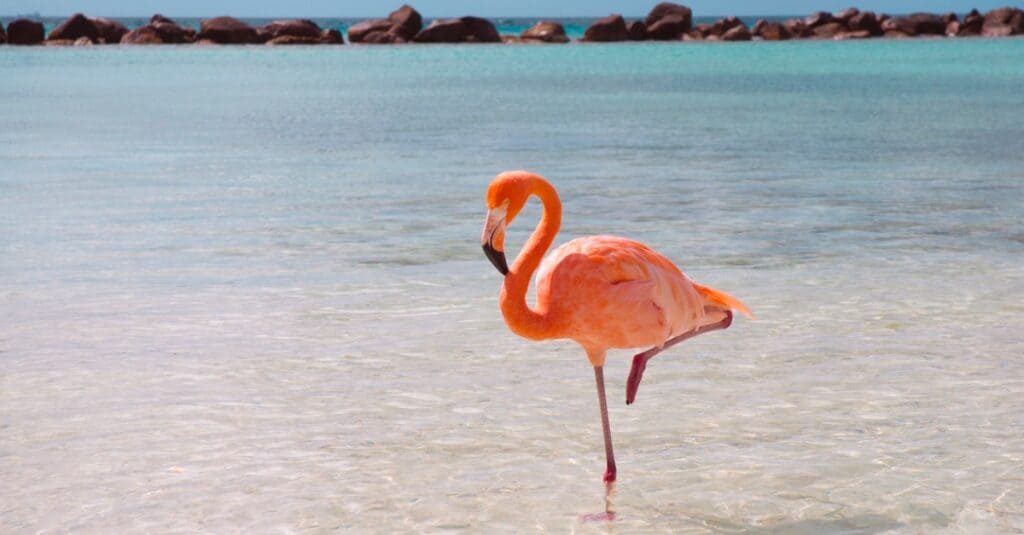 Discover Why Flamingos Really Stand On a Single Leg