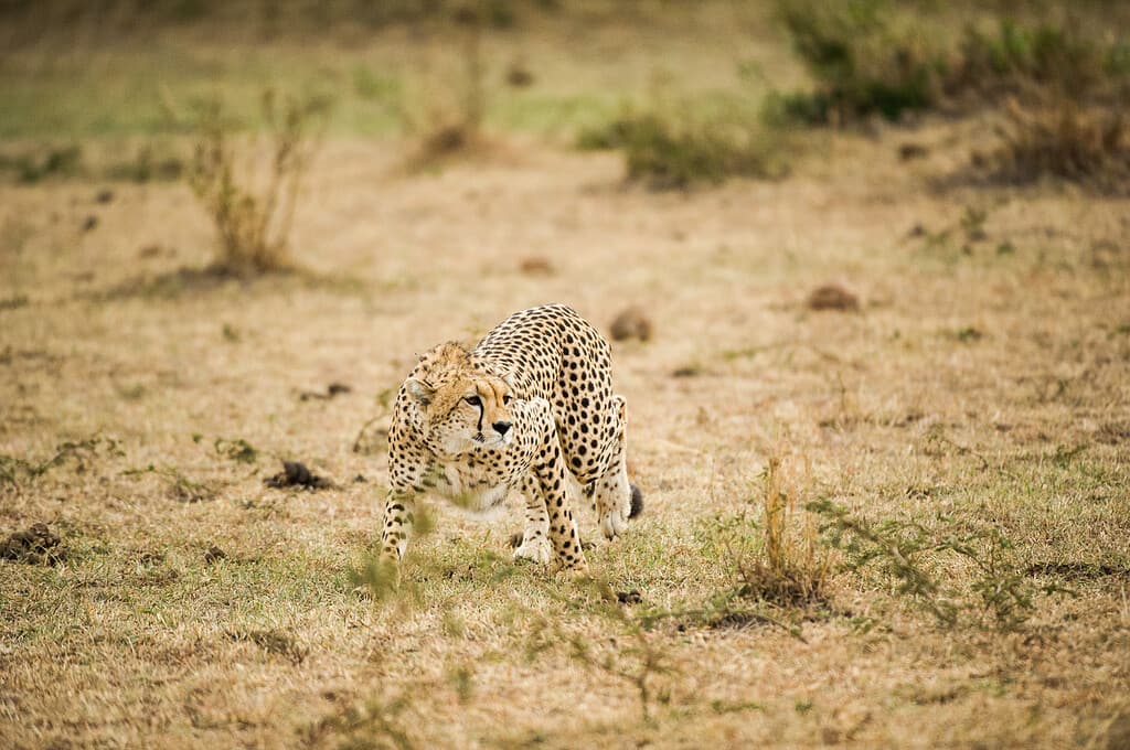 Mother Cheetah Ambushes an Impala but Leaves It for Her Cub to Practice Its Hunting