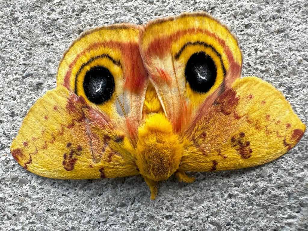 The 15 Most Common Moths You'll Find in Texas