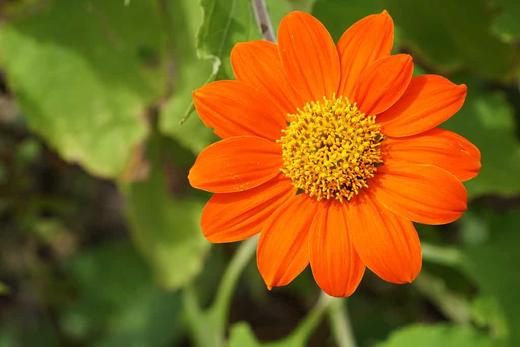 The 12 Most Colorful Fall-Blooming Flowers in Colorado