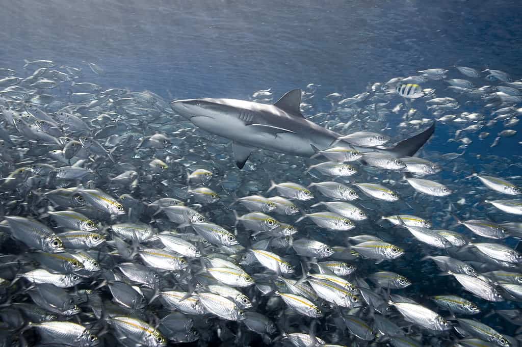 11 Sharks Founds in the Maldives - Is It Safe to Swim?