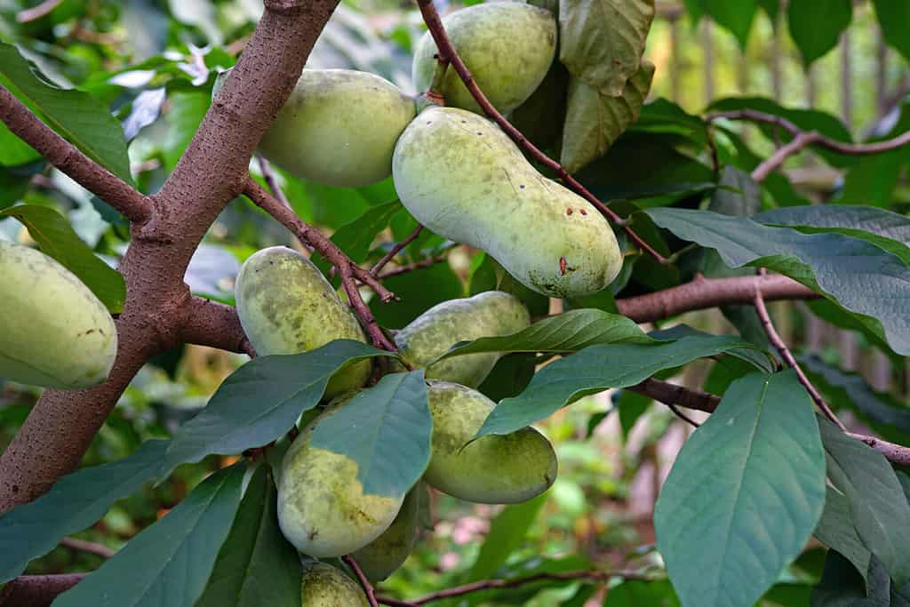 What is a Paw Paw? Discover North America's Largest Fruit