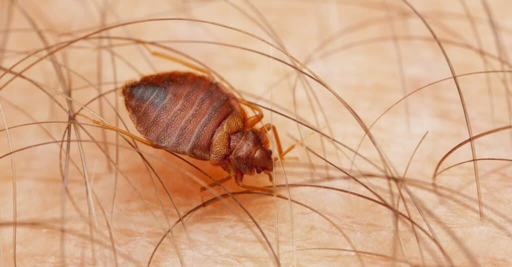 Does Baking Soda Kill Bed Bugs? 9 Important Things to Know Before Using It