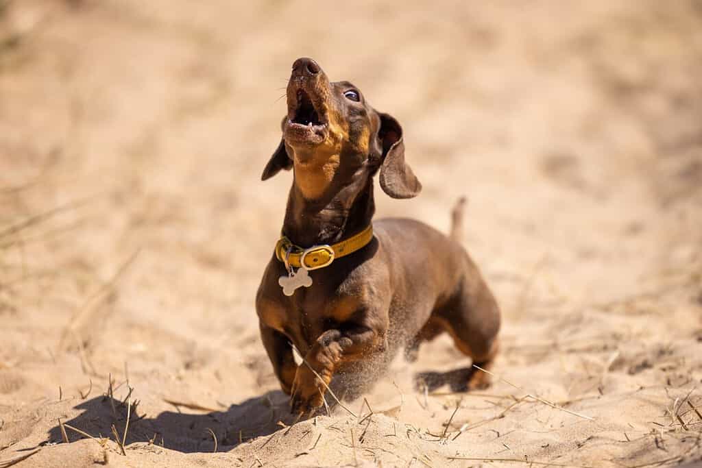 Are Dachshunds the Most Troublesome Dogs? 19 Common Complaints About Them 