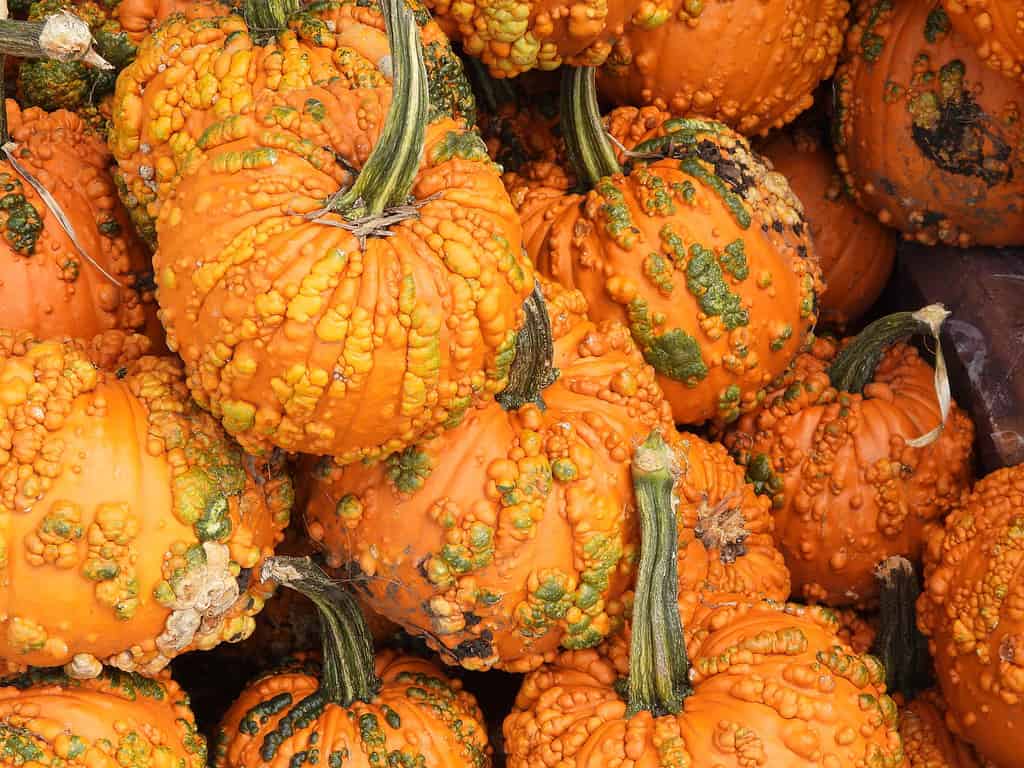 Explore the 5 Best Pumpkin Patches in Alabama For a Great Fall Adventure