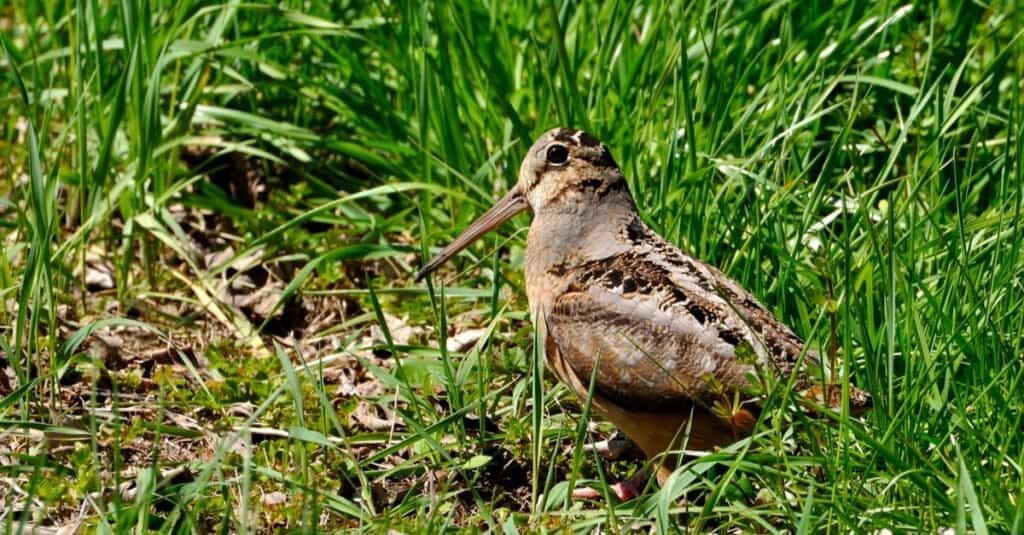 Watch as an American Woodcock Mother Teaches Her Chicks to Do a Little Dance