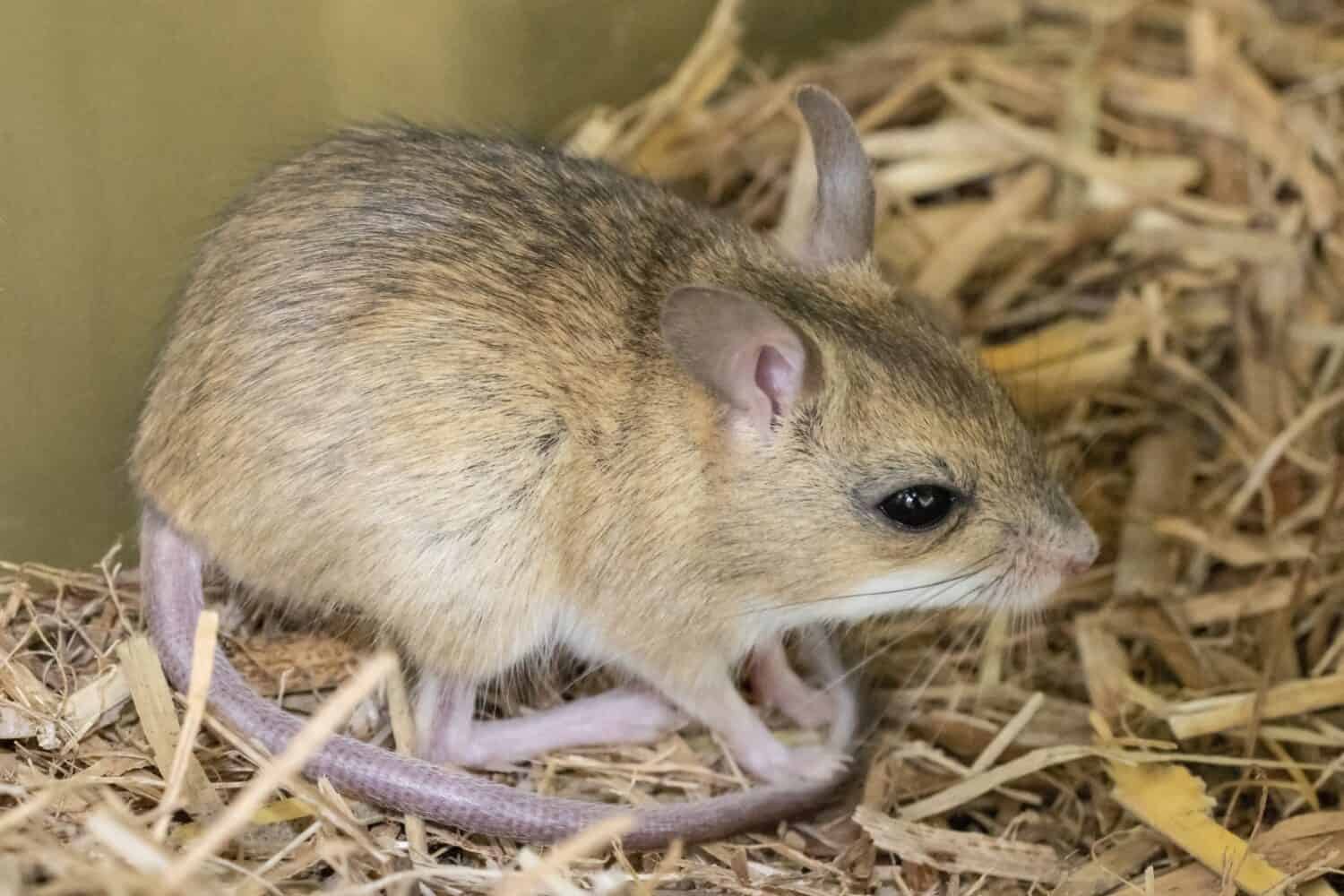 12 Amazing Animals You'll Find Near Australia's Legendary Ayers Rock (Uluru)