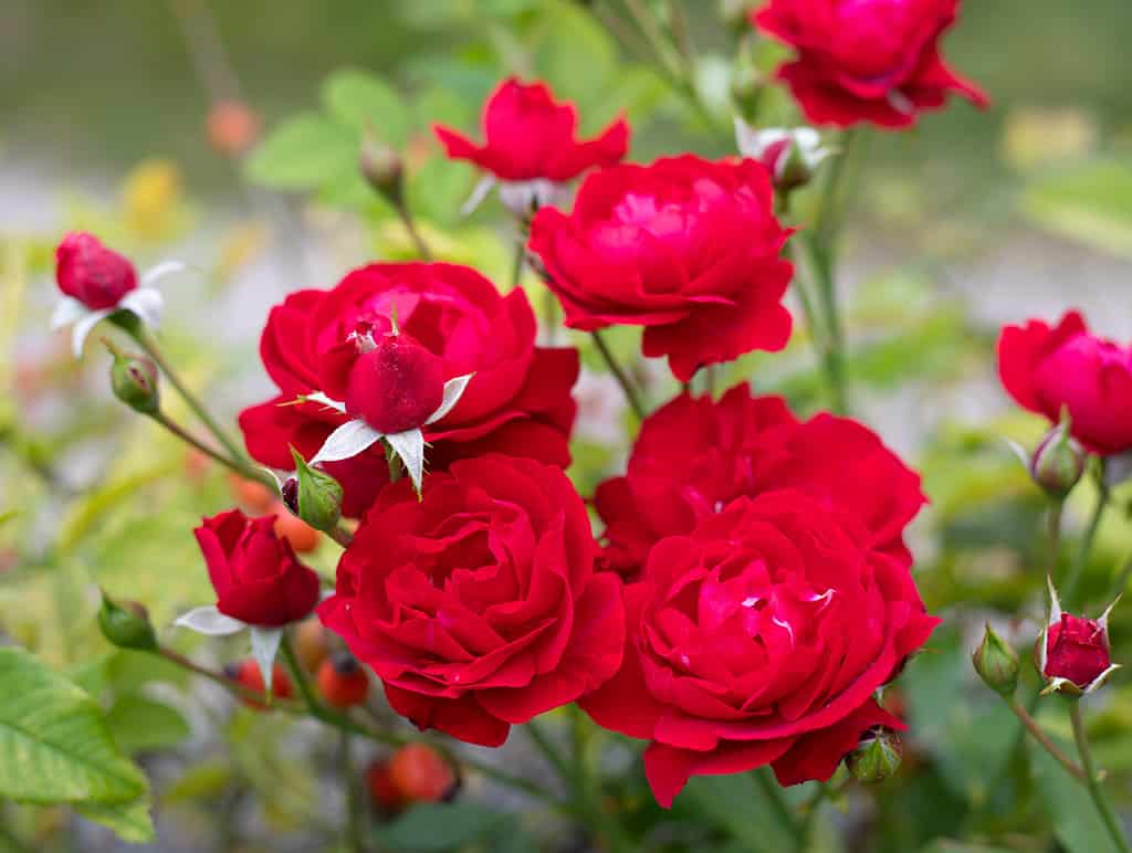 7 Great Benefits of Using Epsom Salt on Your Roses