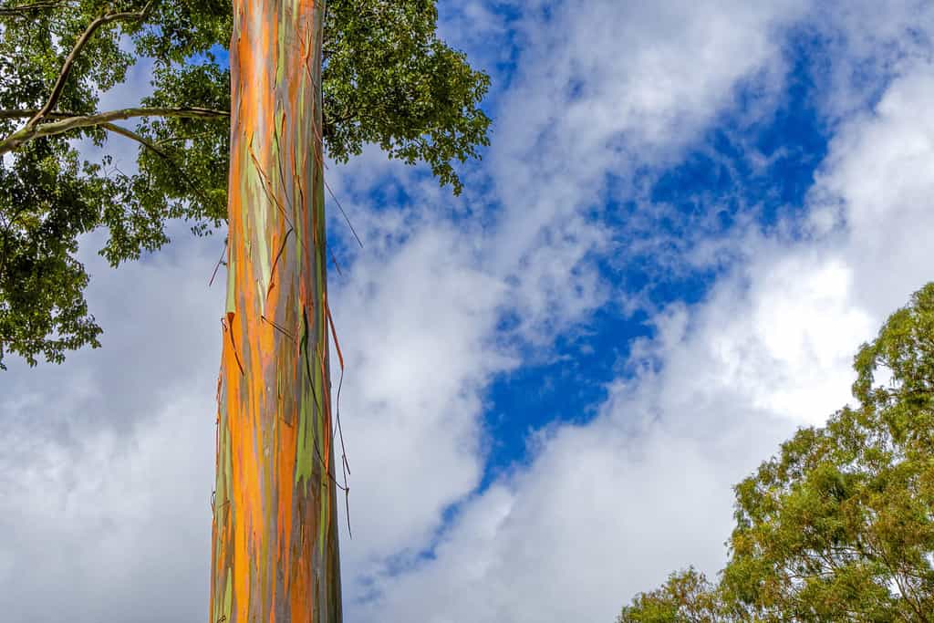 How to Grow a Rainbow Eucalyptus - Your Very Own 