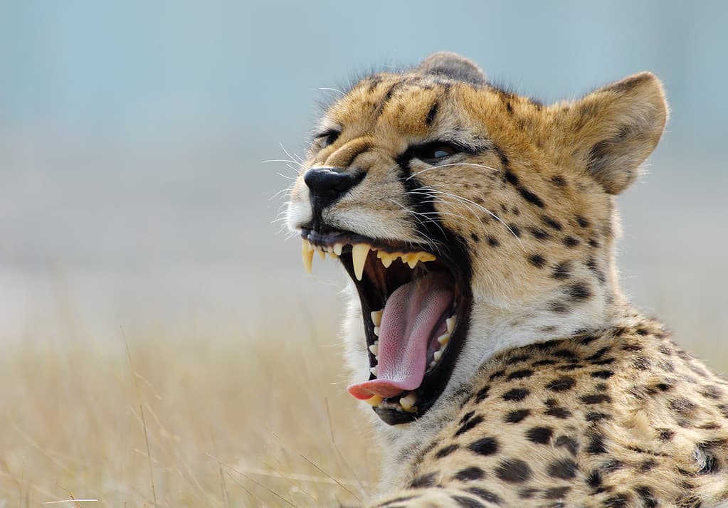 Mother Cheetah Ambushes an Impala but Leaves It for Her Cub to Practice Its Hunting