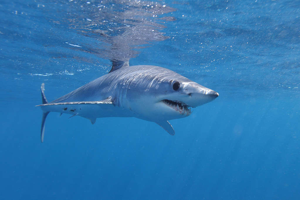 10 Types of Sharks Most Commonly Seen in Italian Waters