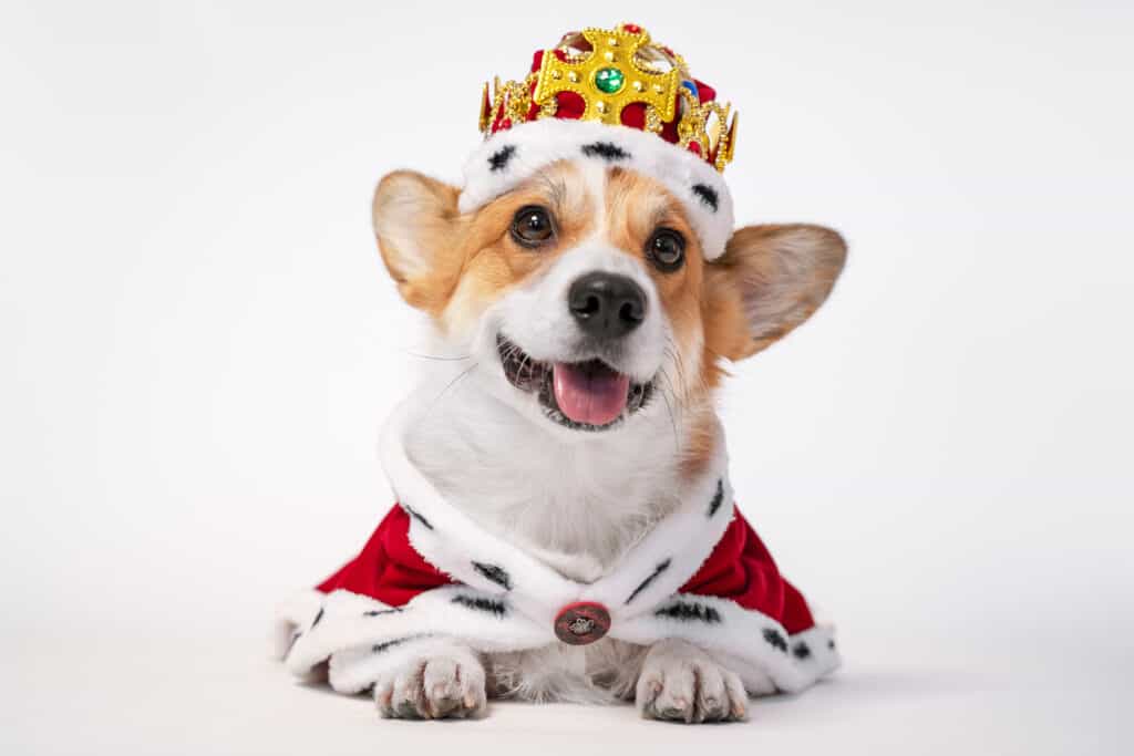 The 300  Best Disney Dog Names (From Unique to Cute to Funny)