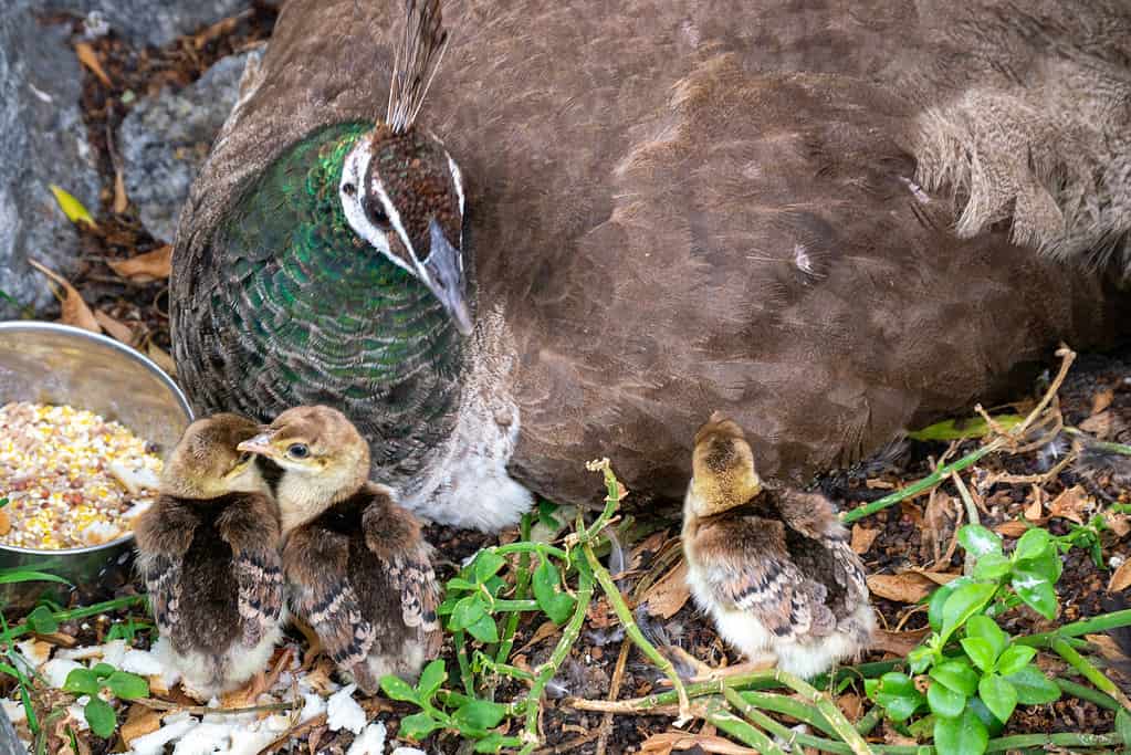 Baby Peacock: # Pictures and # Incredible Facts