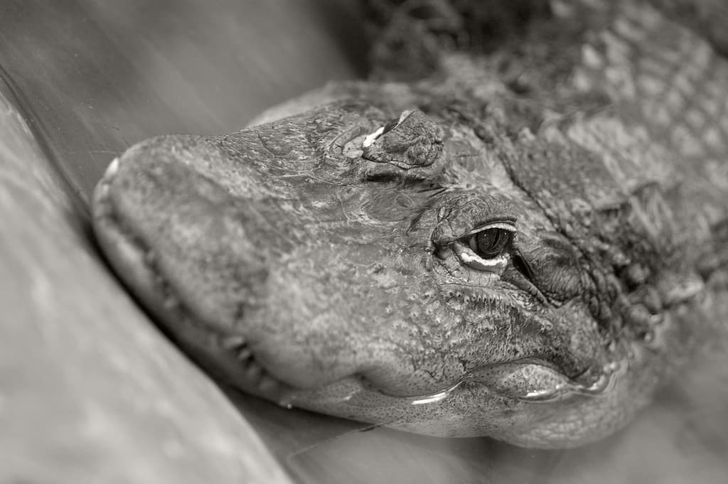 Discover Why Crocodiles Cry When They Eat