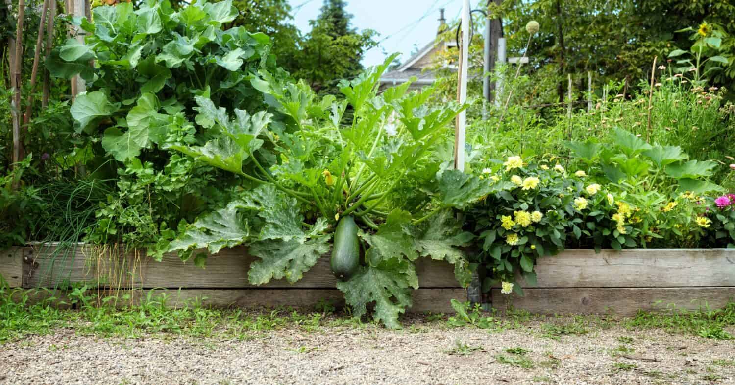 The Longest Cucumber Ever Grown Was as Long as a Child