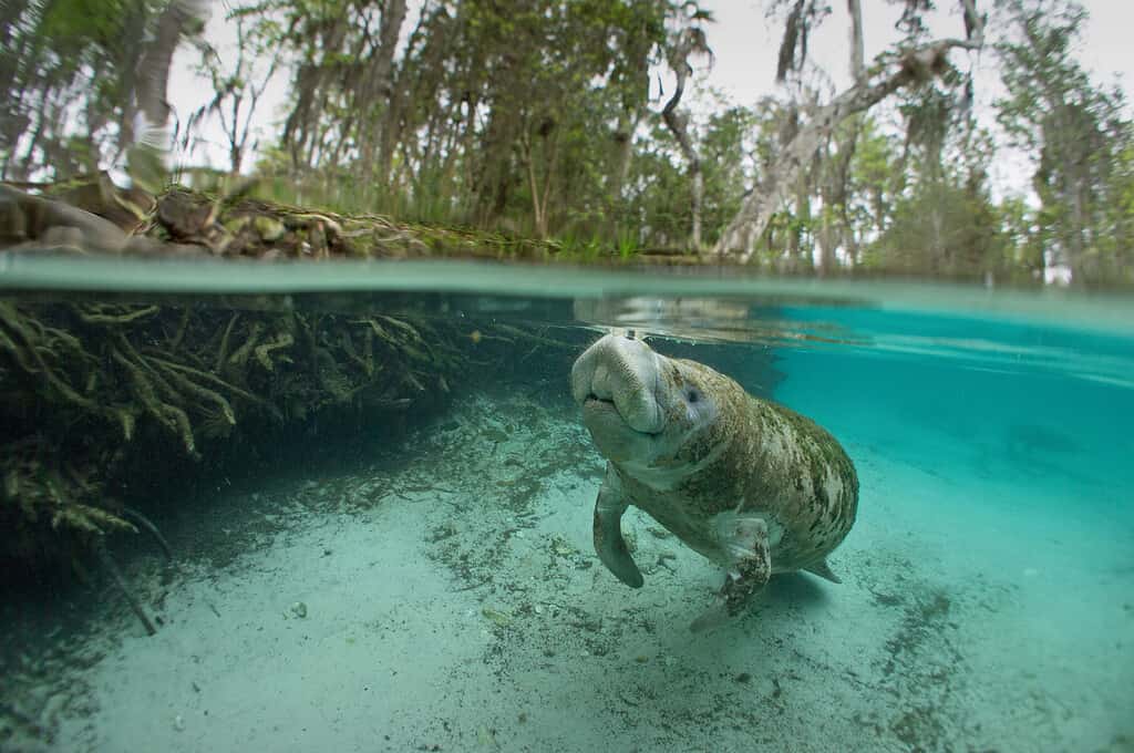 Mysterious Manatee Found in Rhode Island Found Dead