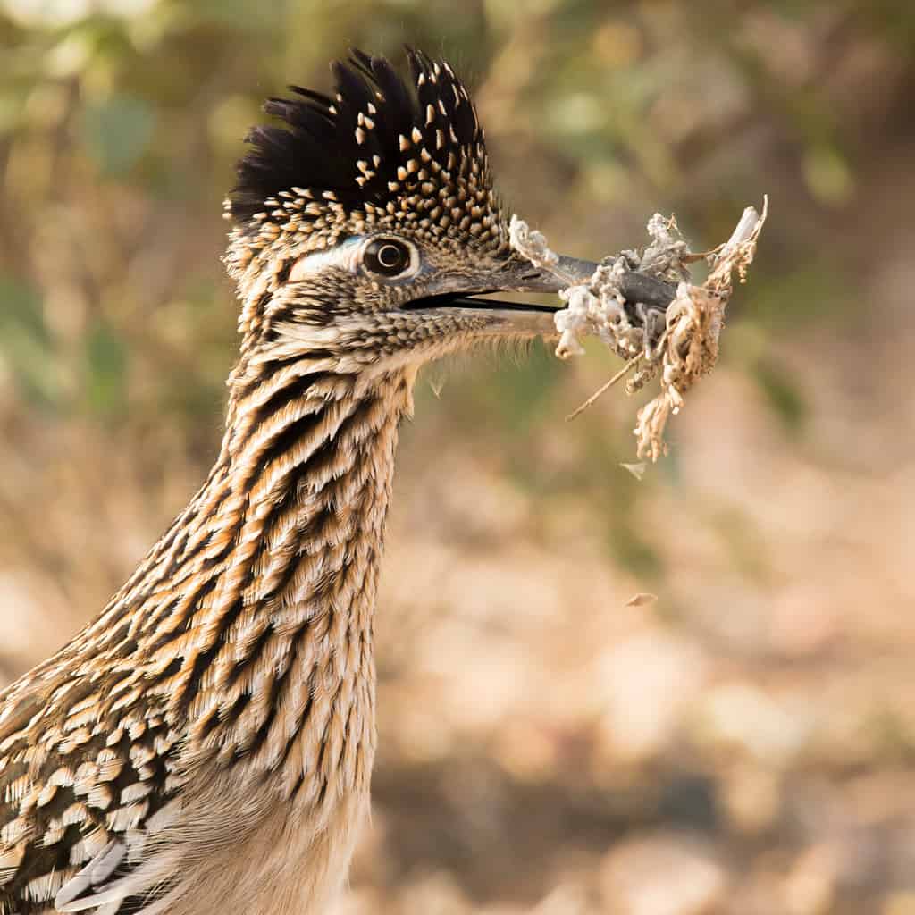 How Fast Do Roadrunners Run? Can They Also Fly?