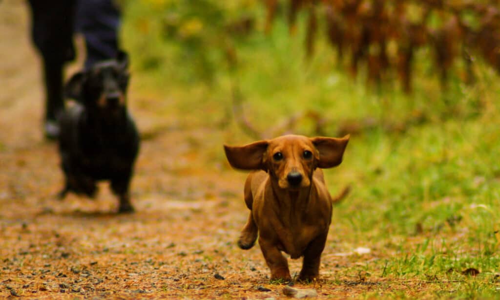 Are Dachshunds the Most Troublesome Dogs? 19 Common Complaints About Them 