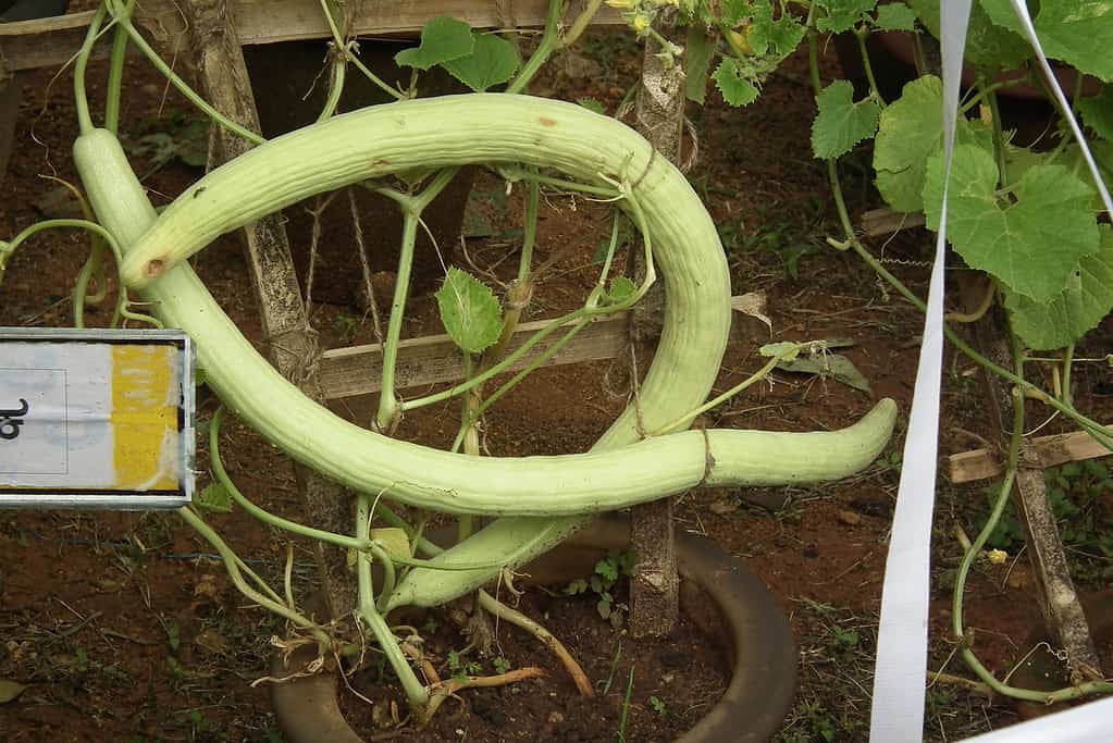 The Longest Cucumber Ever Grown Was as Long as a Child