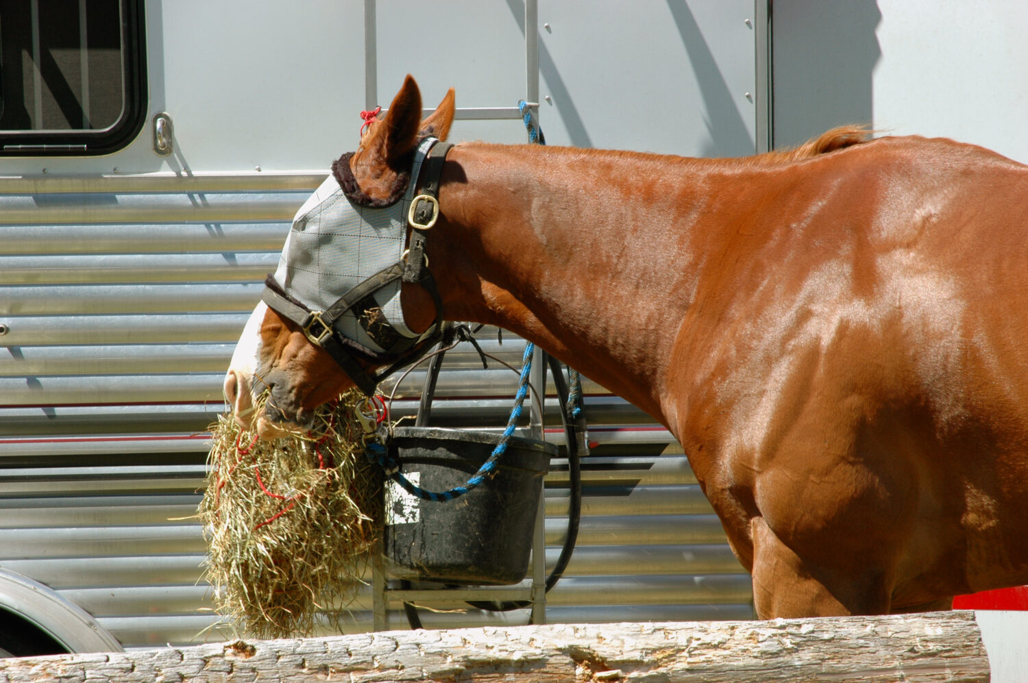 6 Common Reasons Owners and Trainers Cover Horses' Eyes